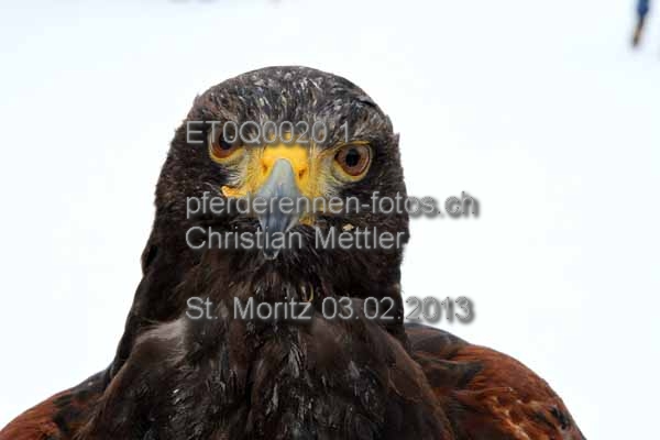 ET0Q0020.1 prot